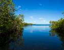 En Guadeloupe, libérer les mangroves pour réduire le risque de submersion tout en préservant la biodiversité