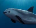 Mexique : il ne reste que 10 marsouins du Pacifique, mais sauver l'espèce est encore possible