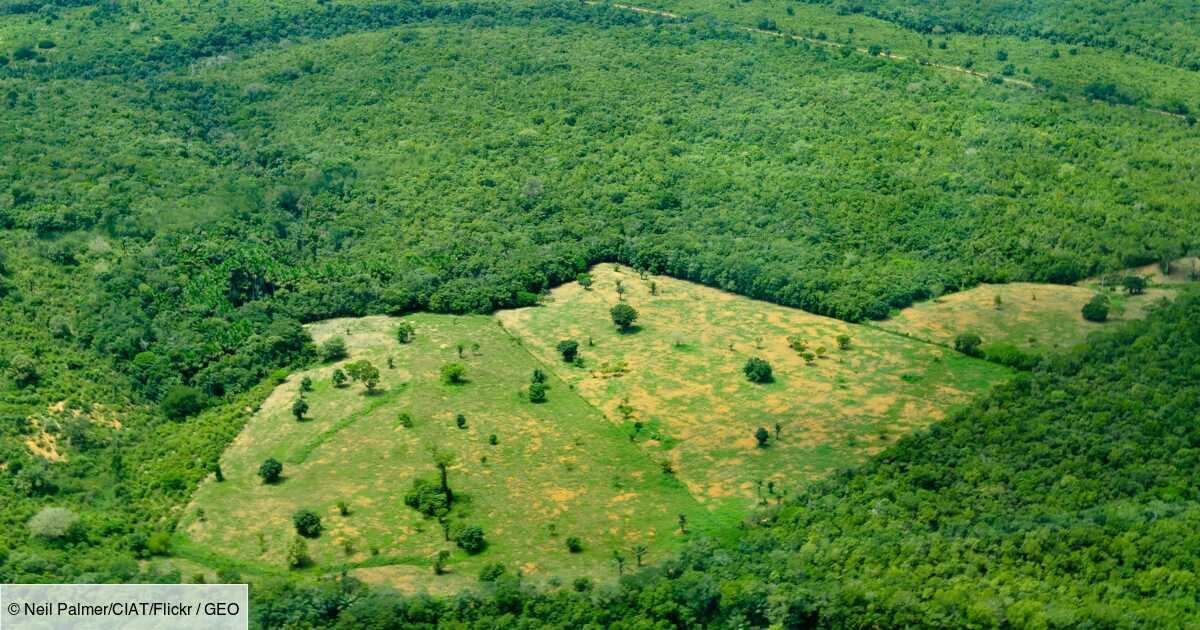 Desmatamento na Amazônia: Novo recorde quebrado no Brasil em abril com mais de 1.000 km2 desmatados