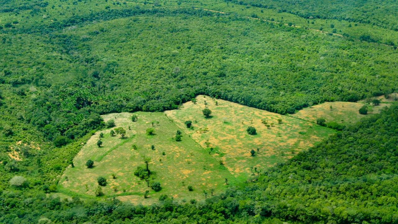 Déforestation en Amazonie : Nouveau record battu au Brésil en avril avec plus de 1.000 km2 déboisés