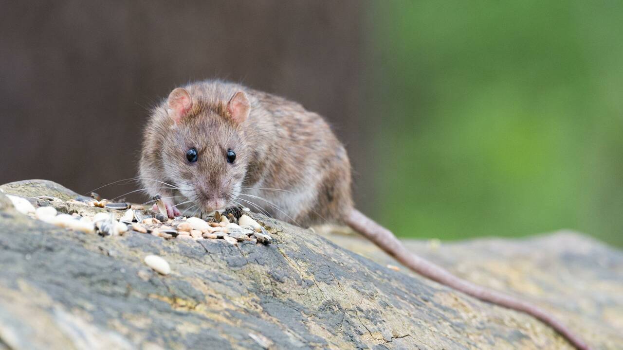 Suisse : le "rehoming" promet une nouvelle vie aux rats de laboratoire