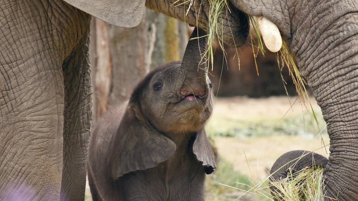 Selon une étude, 40% des bébés éléphants meurent avant l'âge de 5 ans dans les zoos