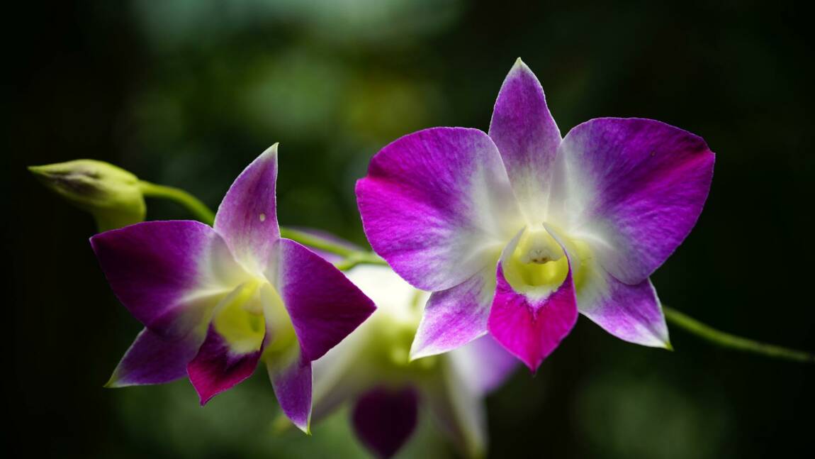 Les orchidées de Thaïlande victimes d'une situation internationale instable