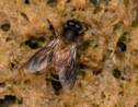 Au Népal, des abeilles produisent un miel hallucinogène naturel surnommé le "miel fou"