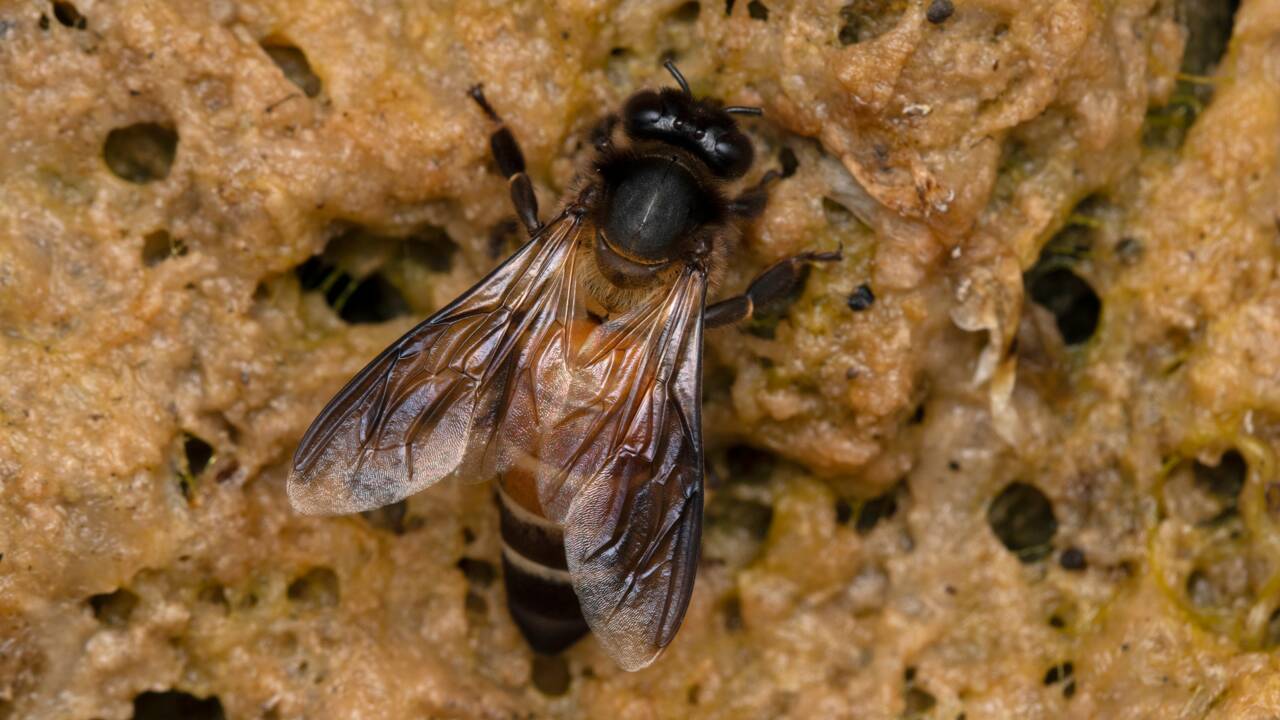 Au Népal, des abeilles produisent un miel hallucinogène naturel surnommé le "miel fou"