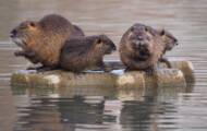 What is the difference between a beaver and a nutria?