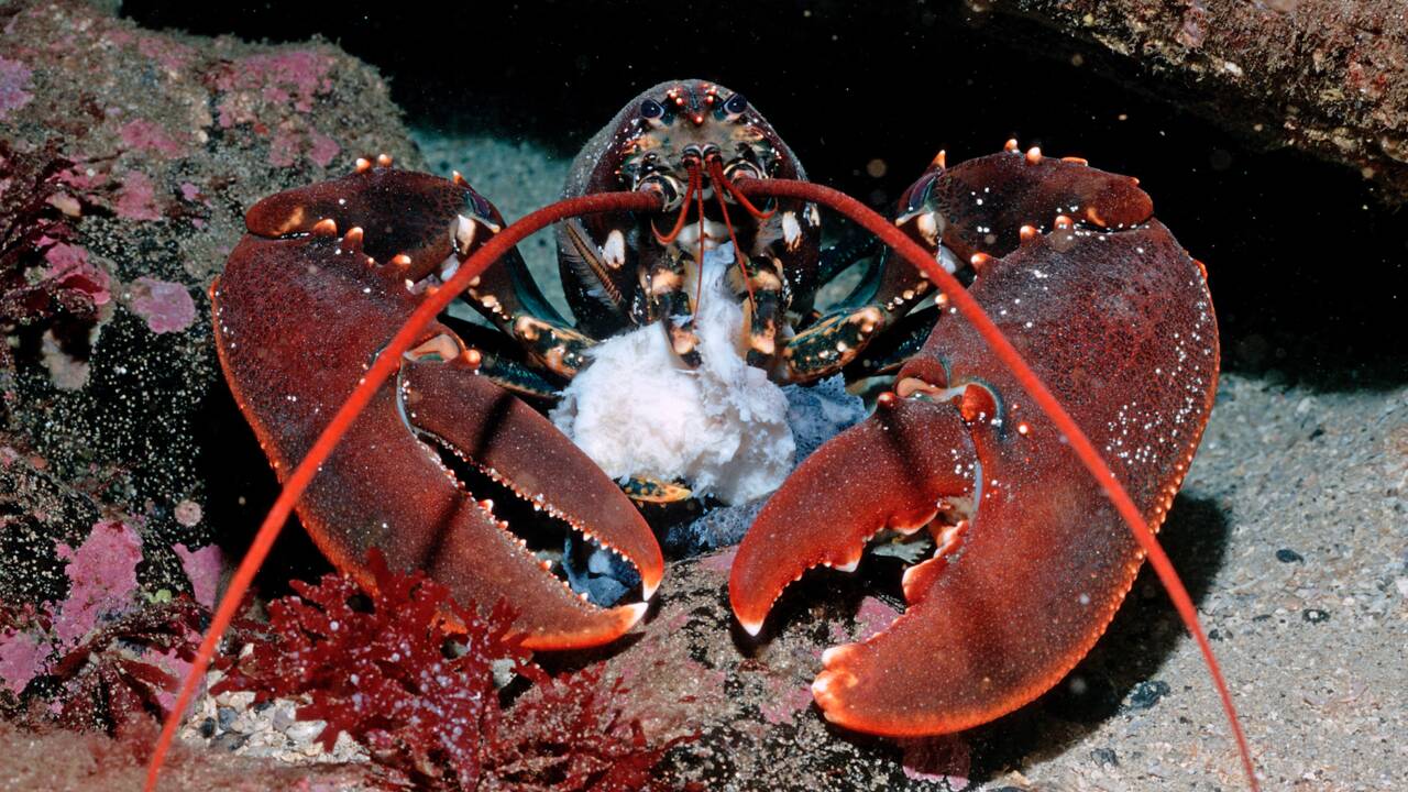 Énergies renouvelables : les câbles sous-marins à l'origine de malformations chez les homards et les crabes