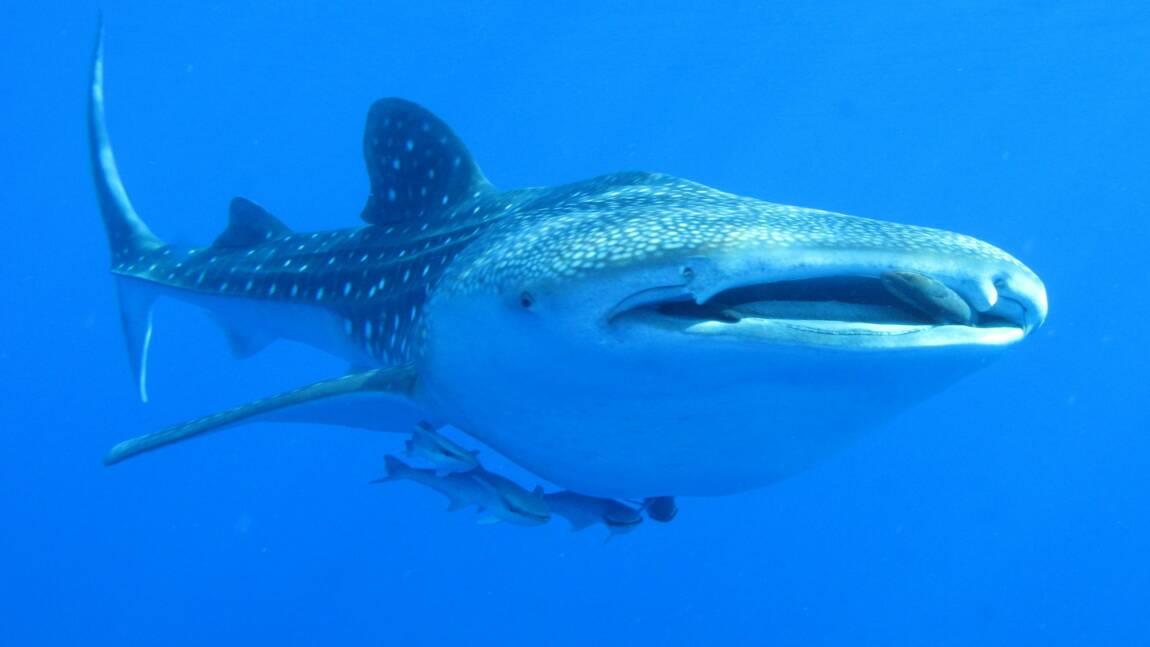 Les collisions avec des bateaux menacent la survie des requins-baleines