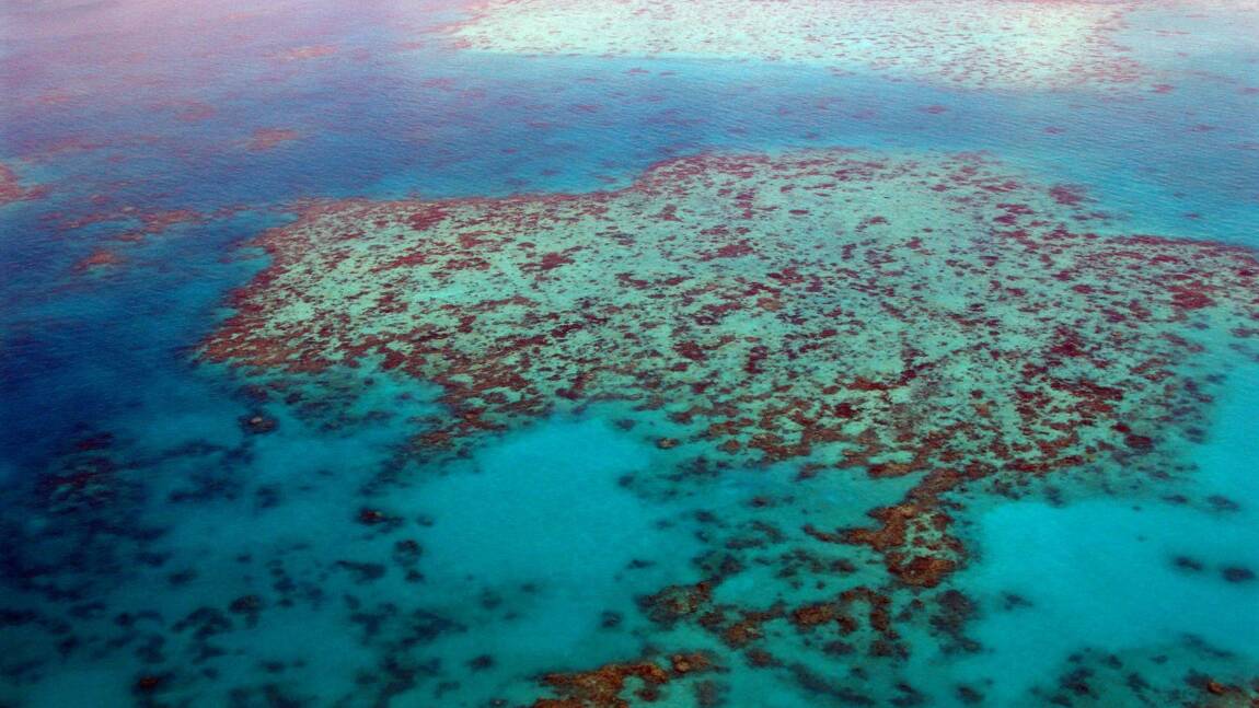 Australie : 91% de la Grande Barrière de corail victime de blanchissement, un record pour une année "La Niña"