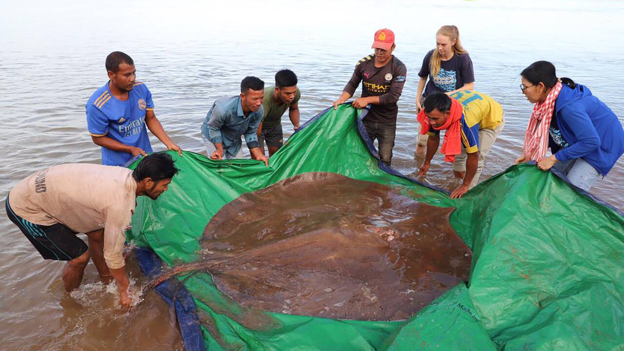 Cambodge : une raie de 4 mètres de long et de 180 kilos pêchée dans le Mékong
