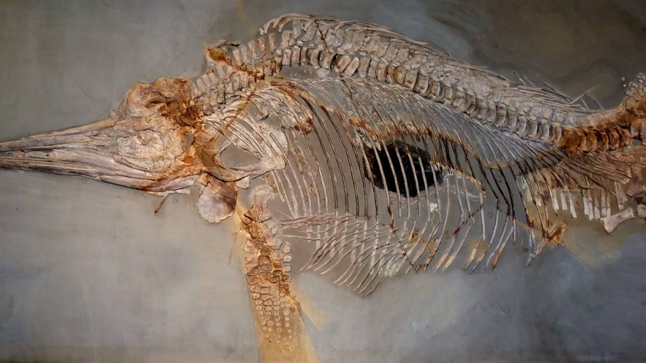 Chili : découverte d'un dinosaure marin fossilisé avec des bébés dans le ventre