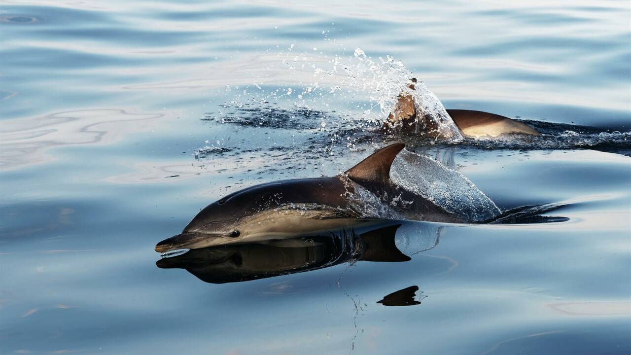 La guerre en Ukraine pourrait entraîner une augmentation du nombre de décès de dauphins
