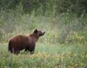 Alaska : un soldat américain décède après avoir été attaqué par un ours