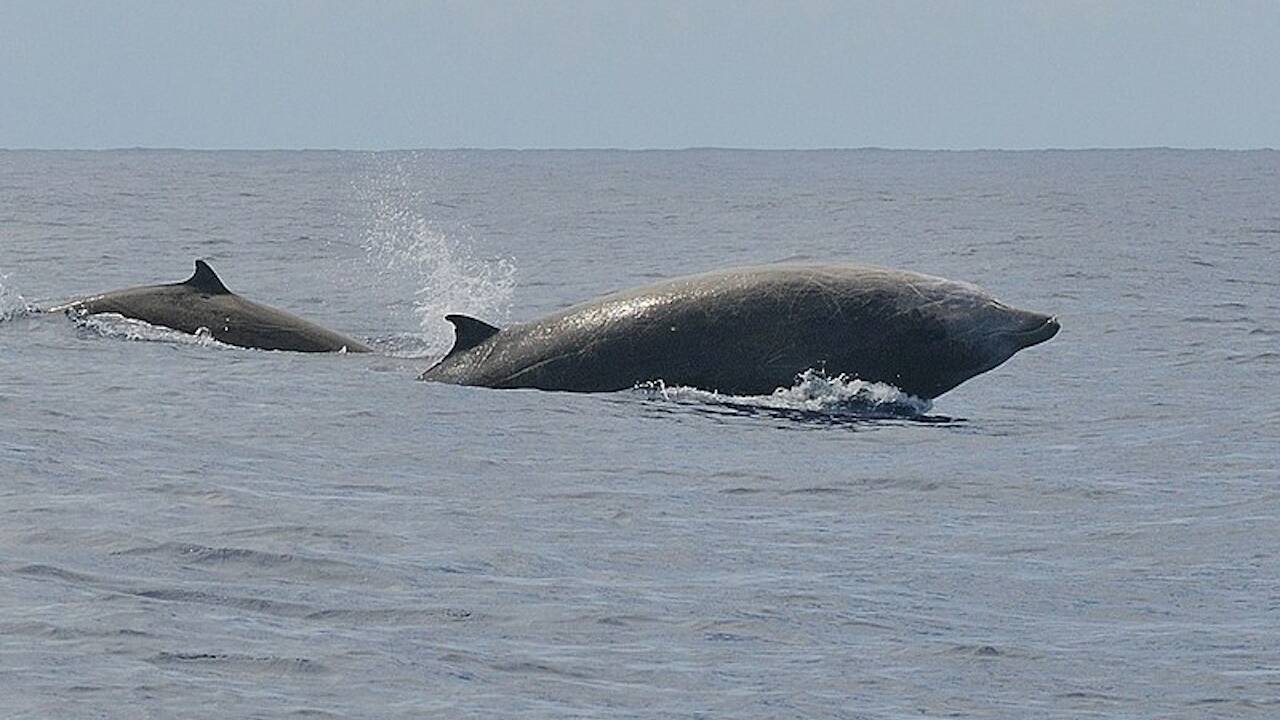 Corse : Une baleine à bec de Cuvier découverte sur une plage 