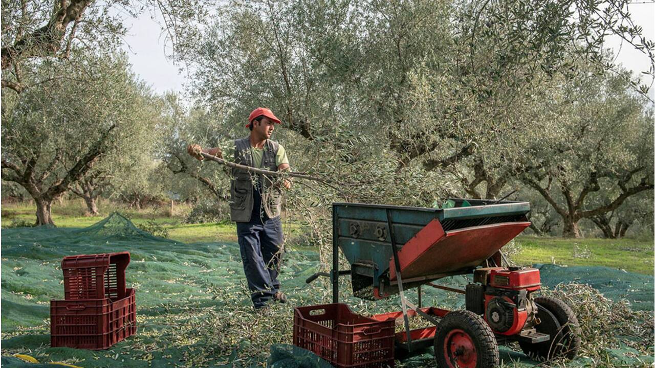 Kalamata : sur la terre des oliviers centenaires
