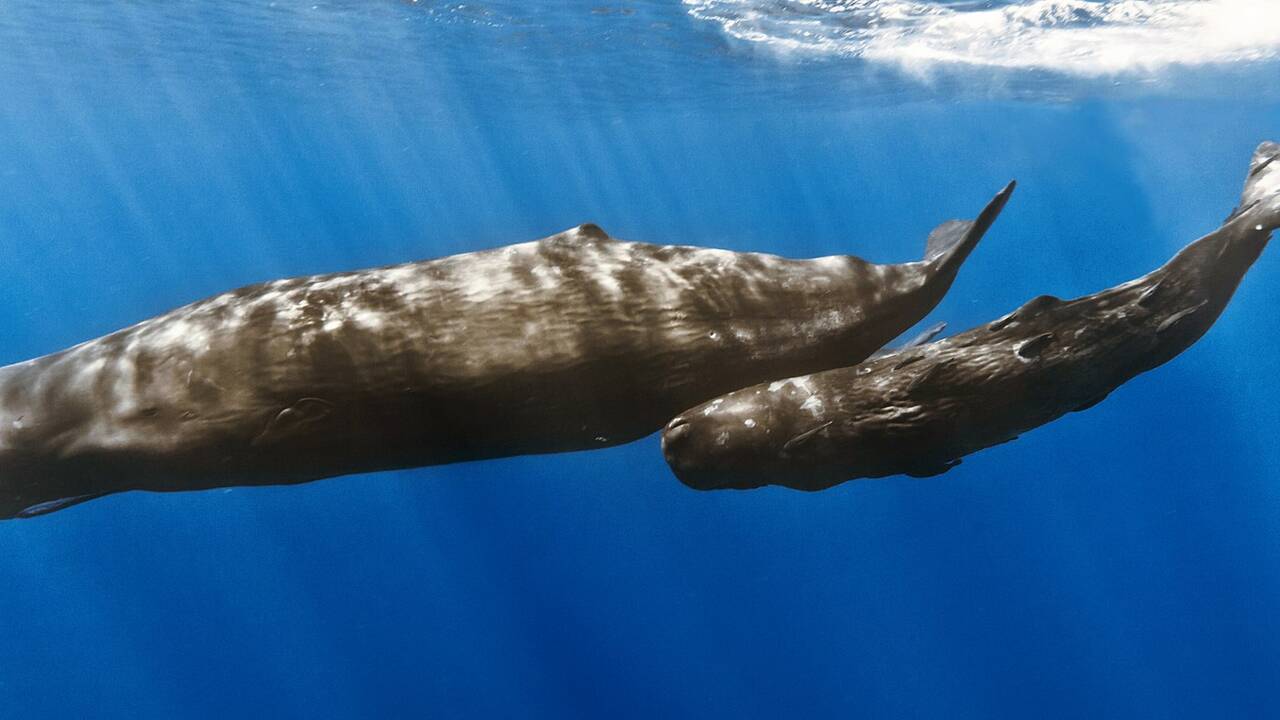 La collision avec les navires, première cause de mortalité pour les baleines en Méditerranée