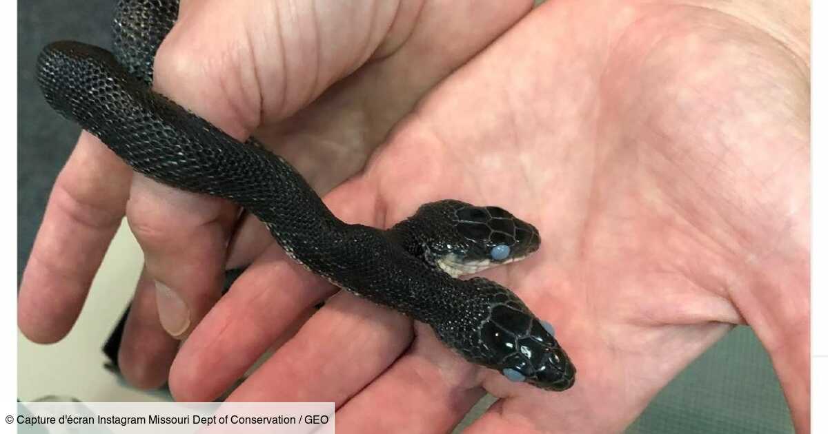 United States: A two-headed snake will celebrate its 17th birthday!