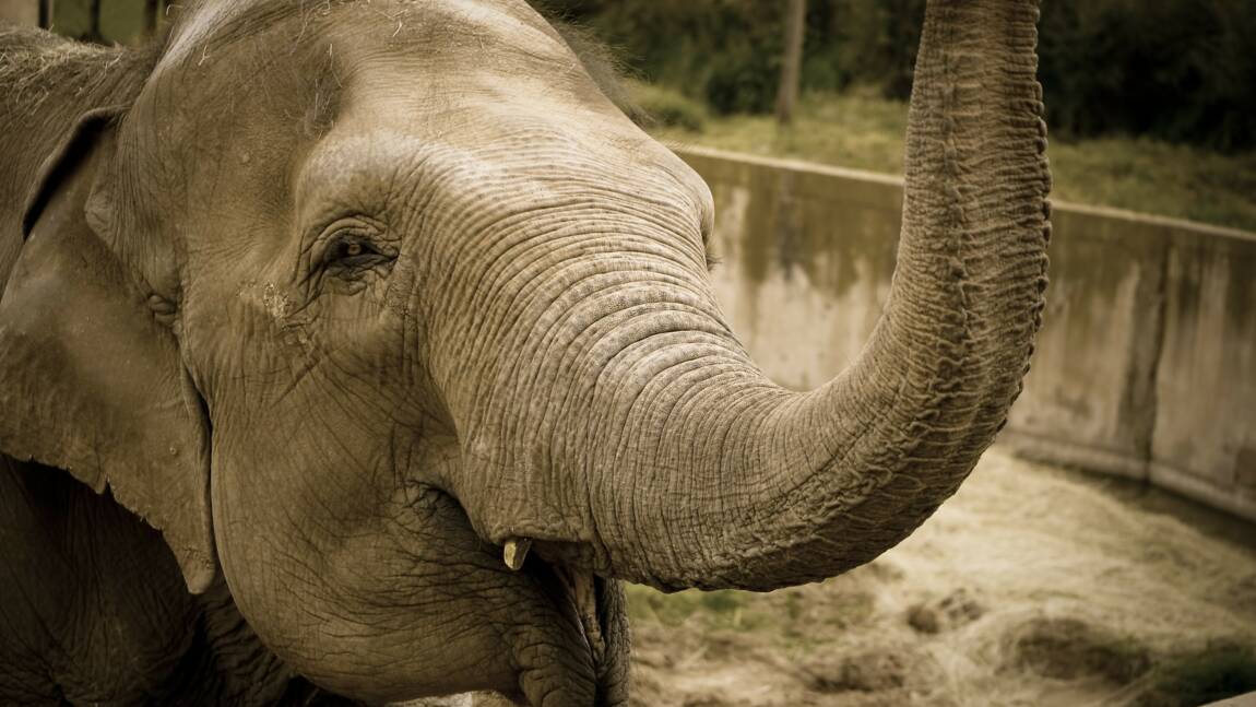 L' éléphante Happy n'a pas les même droits qu'une personne, tranche la justice new-yorkaise