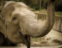 Etats-Unis : l'éléphante "Happy" va-t-elle obtenir les mêmes droits que les humains ?