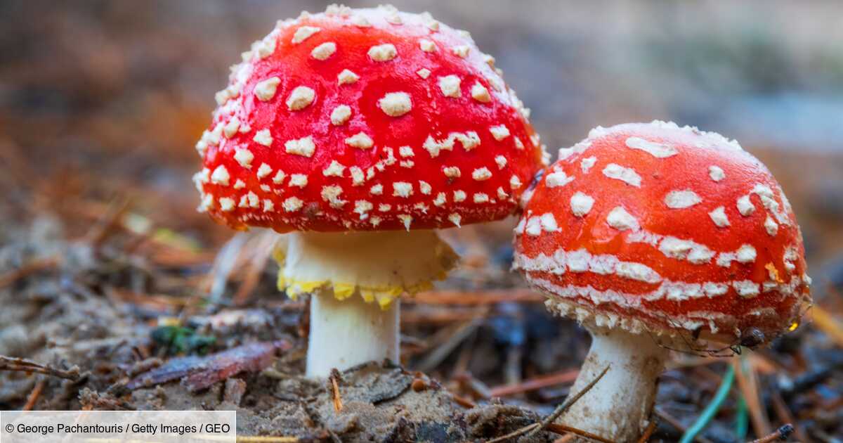 Quelle est l’origine des toxines mortelles des champignons ?