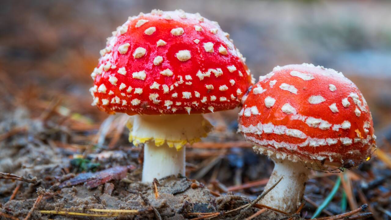 Quelle est l’origine des toxines mortelles des champignons ?