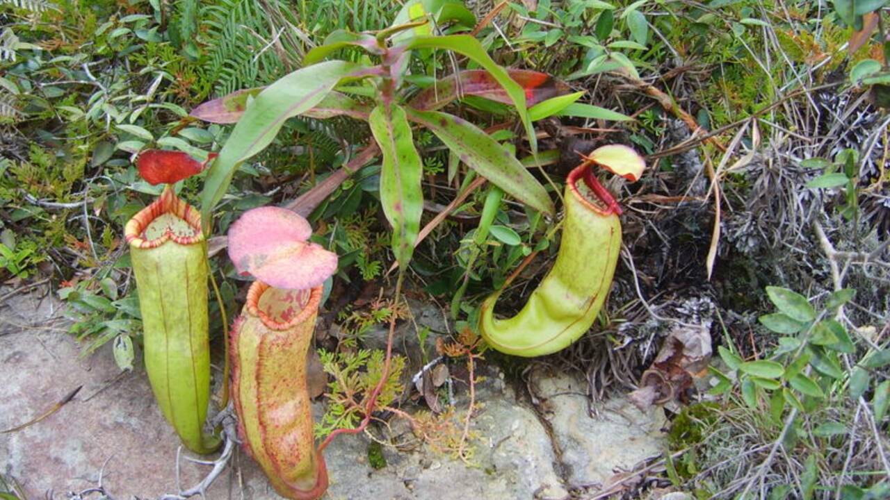 plante penis