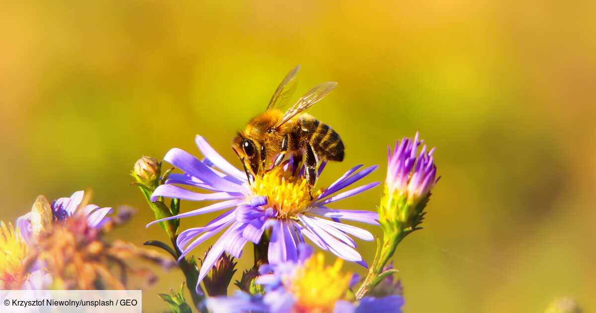 Abeilles, bourdons, papillons : qui sont les pollinisateurs ?