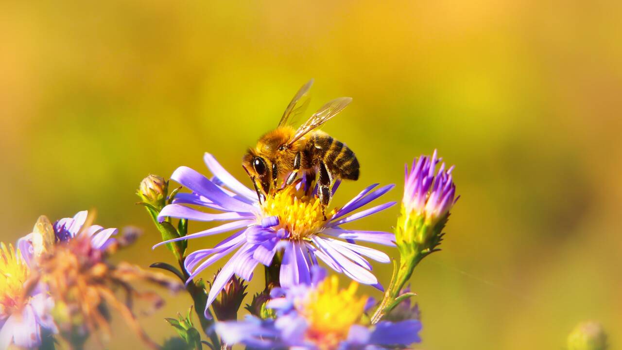 Abeilles, bourdons, papillons : qui sont les pollinisateurs ?