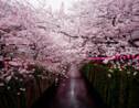 Au Japon, les cerisiers en fleurs apparaissent plus tôt à cause du changement climatique