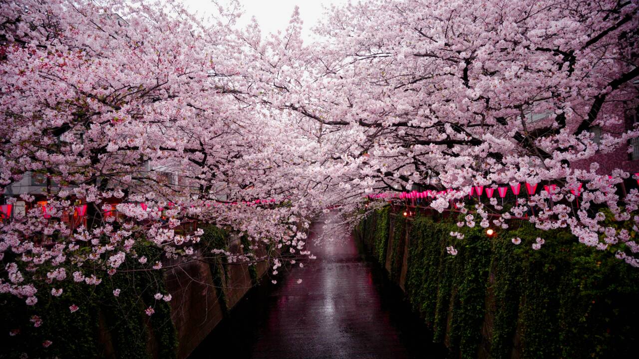 Au Japon, les cerisiers en fleurs apparaissent plus tôt à cause du changement climatique