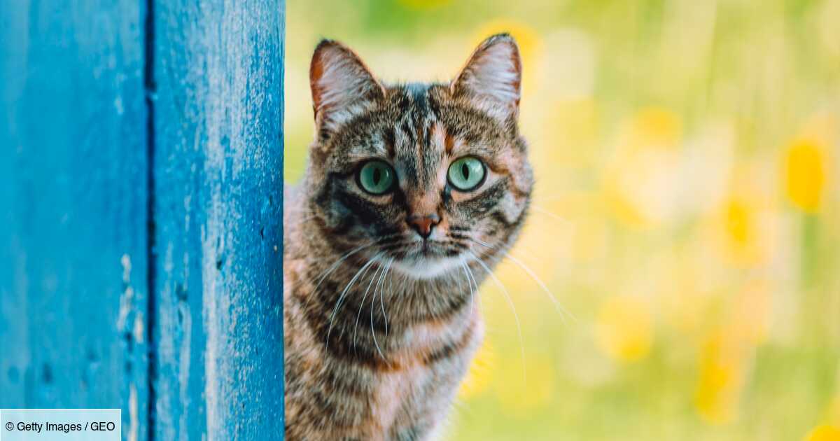 Légalement, que risque-t-on si l'on nourrit un chat errant ?