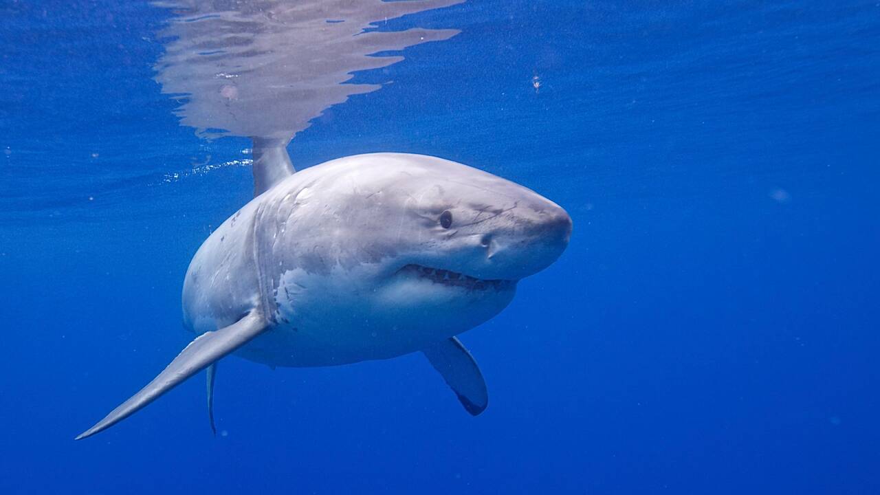 Quels sont les requins qui vivent le long des côtes françaises ?