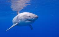 What sharks live off the French coast?