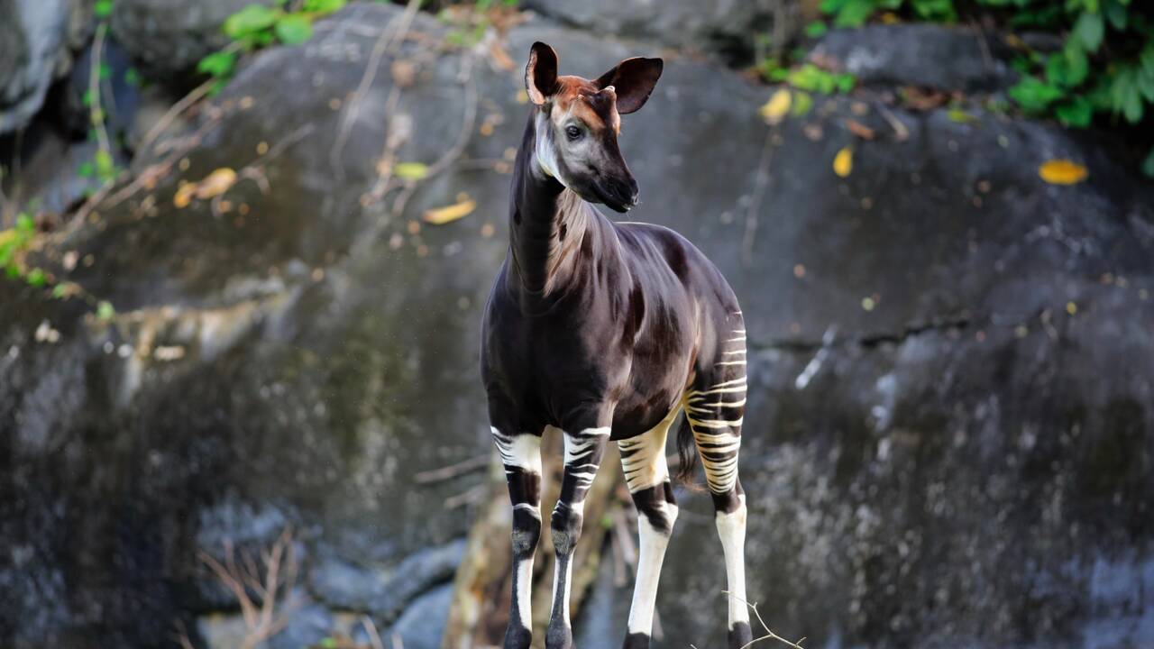 Qui est l’okapi, ce petit animal à l’allure étonnante ?