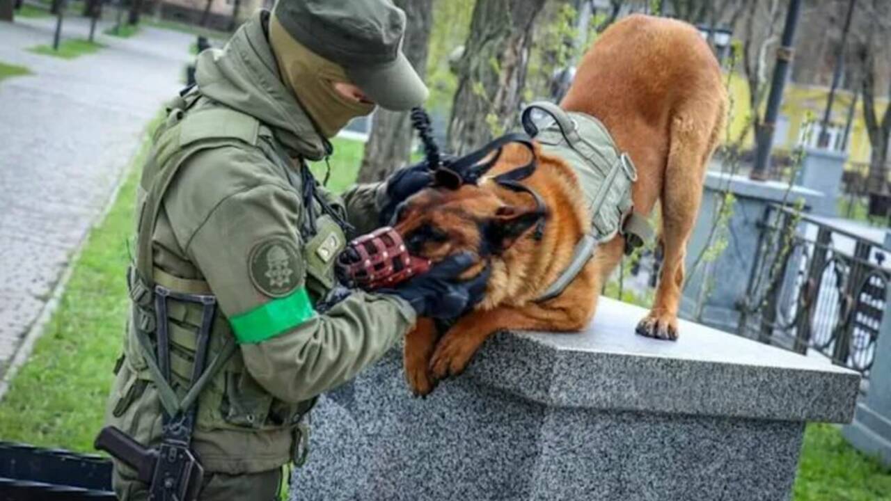 Sauvé par les forces ukrainiennes, un chien de guerre russe change de camp