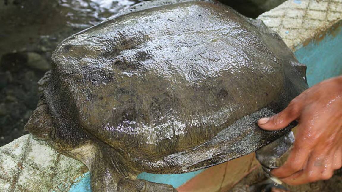 Cambodge : plusieurs centaines de bébés de tortues géantes relâchées dans le Mékong