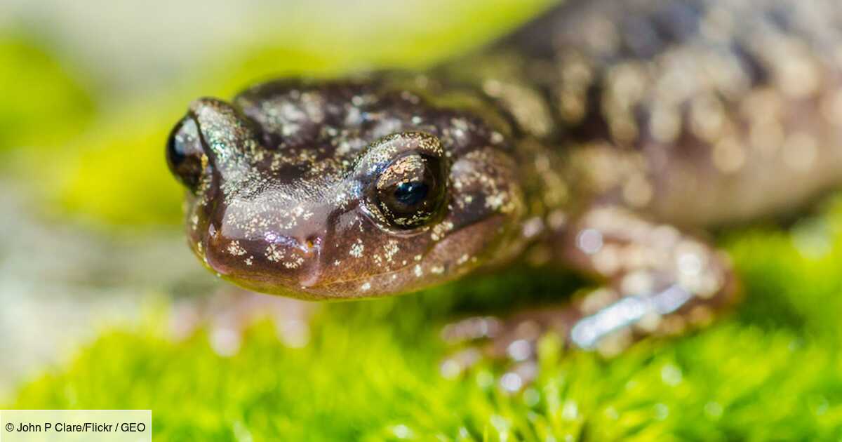 Des salamandres pratiquent la chute libre depuis les arbres les plus hauts du monde