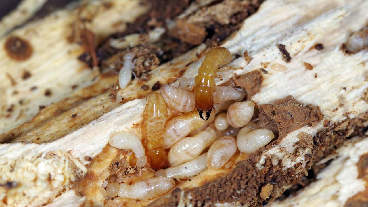 Ces termites ont traversé l'océan au moins 40 fois en 50 millions d'années