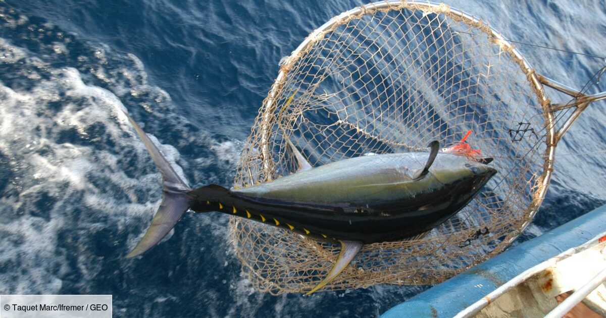 La surpêche recule en Europe, mais le changement climatique affecte les poissons, avertit l'Ifremer