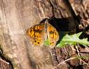 Royaume-Uni : la moitié des papillons menacés ou quasi menacés d'extinction