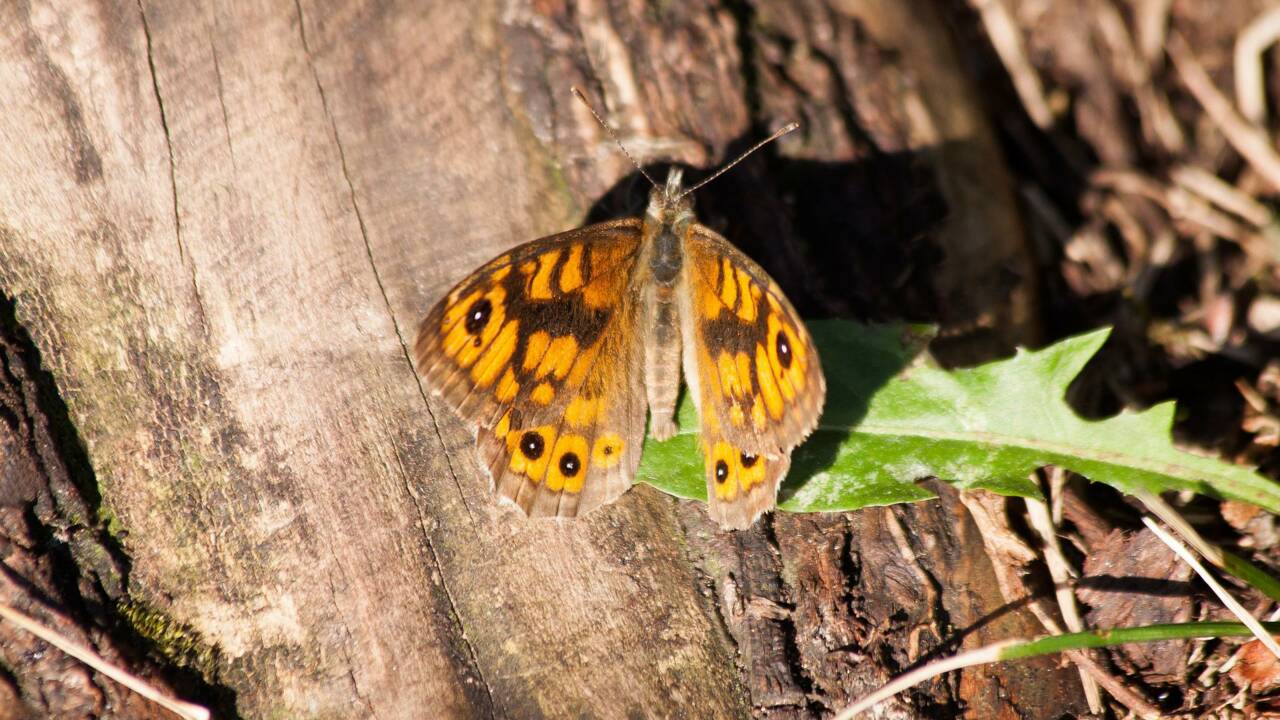 Royaume-Uni : la moitié des papillons menacés ou quasi menacés d'extinction