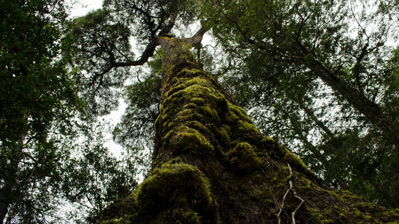 Le plus vieil arbre du monde se trouverait au Chili