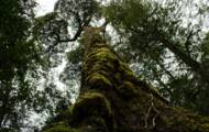 Pohon tertua di dunia diyakini berada di Chili