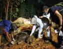 Indonésie: une éléphante de Sumatra gestante découverte morte, sans doute empoisonnée