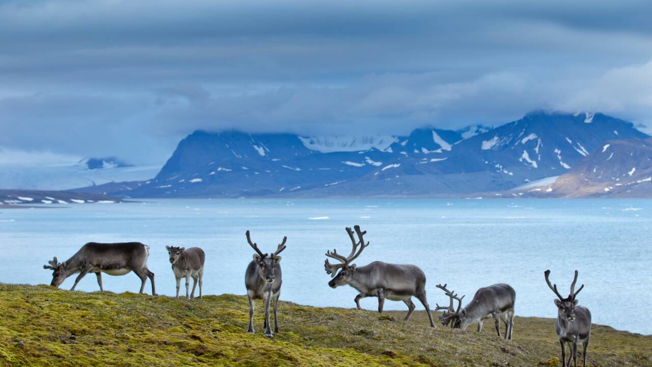 Dans l'archipel norvégien du Svalbard, dans l'Arctique, la difficile quête d'un tourisme durable
