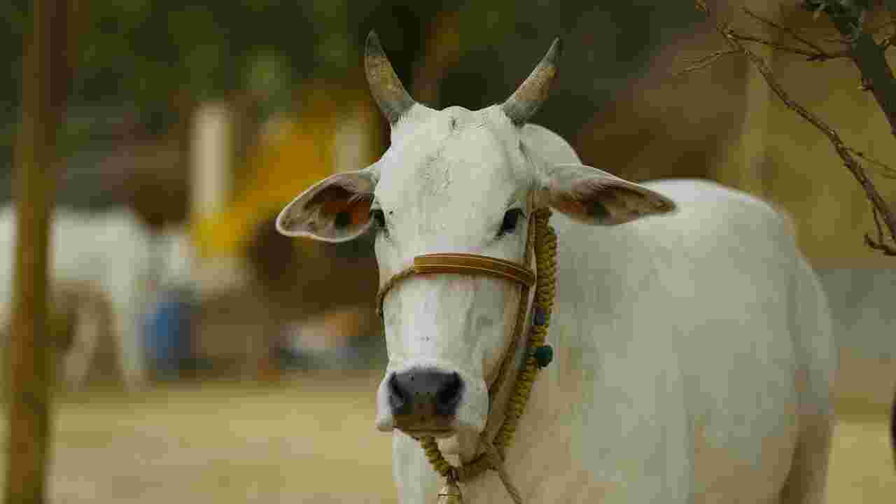 Pourquoi l'Inde considère-t-elle la vache comme un animal sacré ?