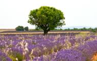 Cyclotourisme : la Vélodyssée fête ses 10 ans et lance un Passeport pour les cyclotouristes ! 3 Circuit vélo en Provence : sur les traces de Giono à Valensole et Manosque