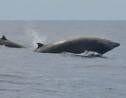 Une mystérieuse baleine à bec s’échoue sur une plage californienne