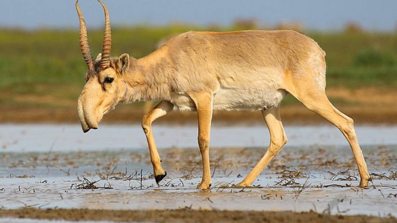 Kazakhstan : en danger, la population d'antilopes saïgas dépasse un million