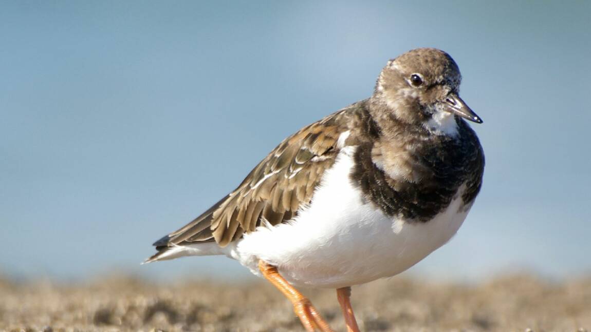 Qui est "2TK", cet oiseau migrateur qui aime passer l'été à Punta del Este ?